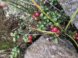 Image of northern mountain cranberry