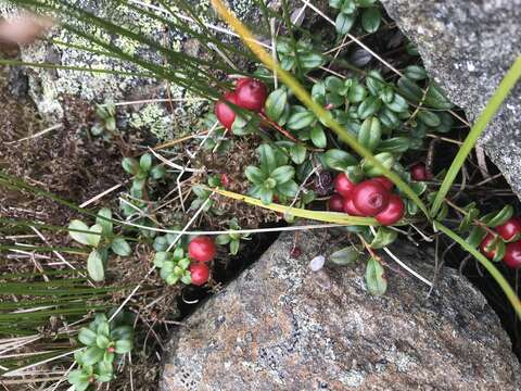 Image of northern mountain cranberry