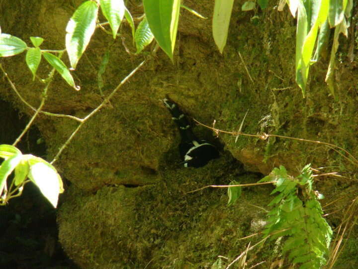 Image of Bornean Forktail