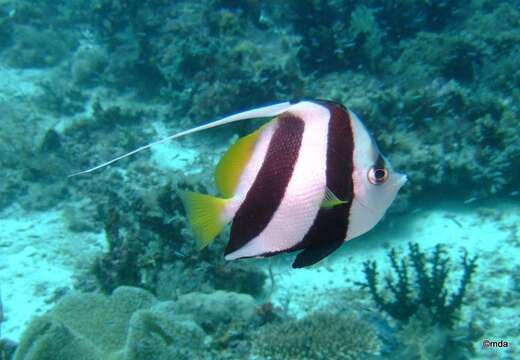 Image of Bannerfish