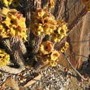 Image of Ceropegia floriparva Bruyns