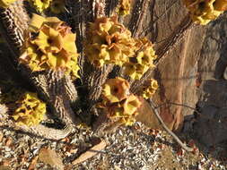 Image of Ceropegia floriparva Bruyns