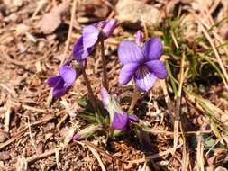 Image of Viola prionantha Bunge