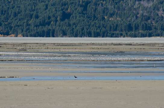 Image of Black Stilt