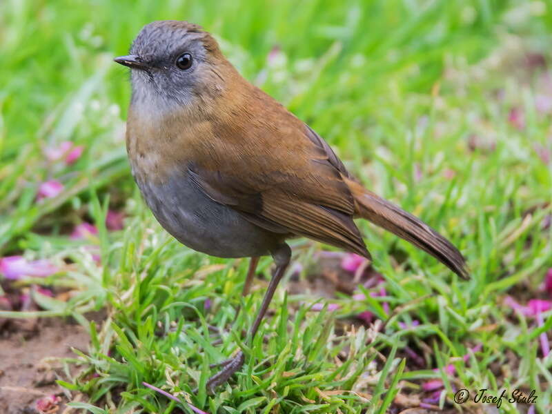 Image of Black-billed Nightingale-Thrush