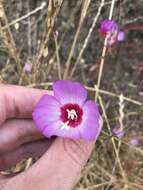 Imagem de Clarkia gracilis subsp. tracyi (Jeps.) Abdel-Hameed & Snow