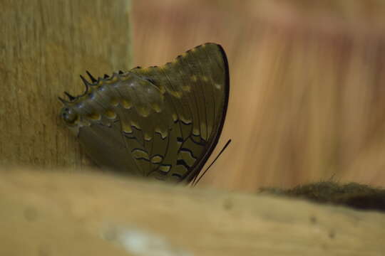 Image of Common Blue Charaxes