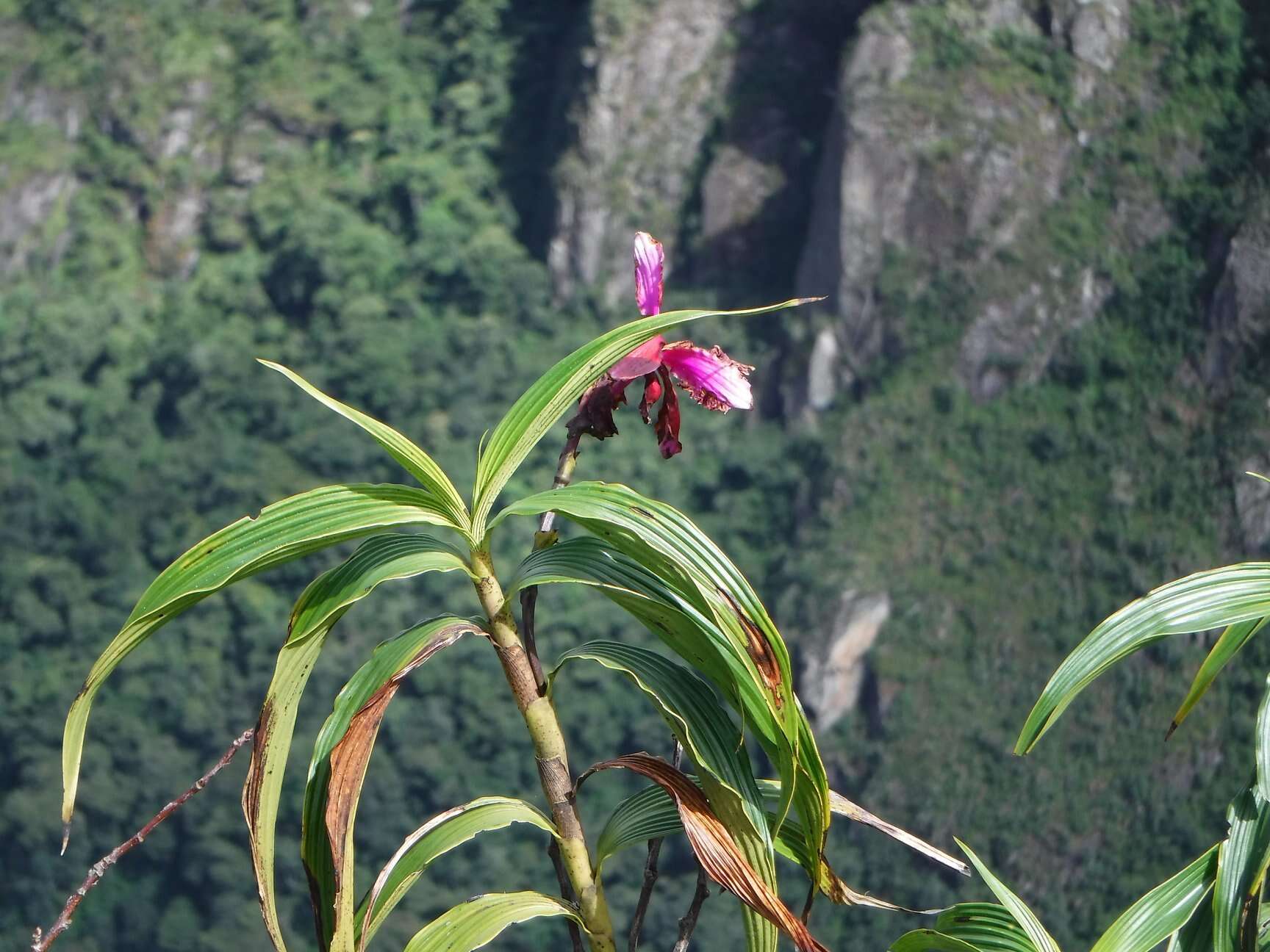 Plancia ëd Sobralia dichotoma Ruiz & Pav.