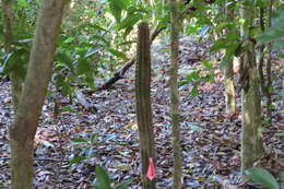 Imagem de Pilosocereus robinii (Lem.) Byles & G. D. Rowley