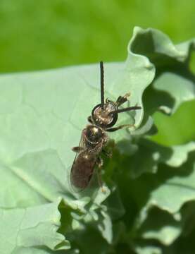 Image of Zephyr Dialictus