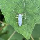 Image of Leucophoebe kempfi Lane 1976