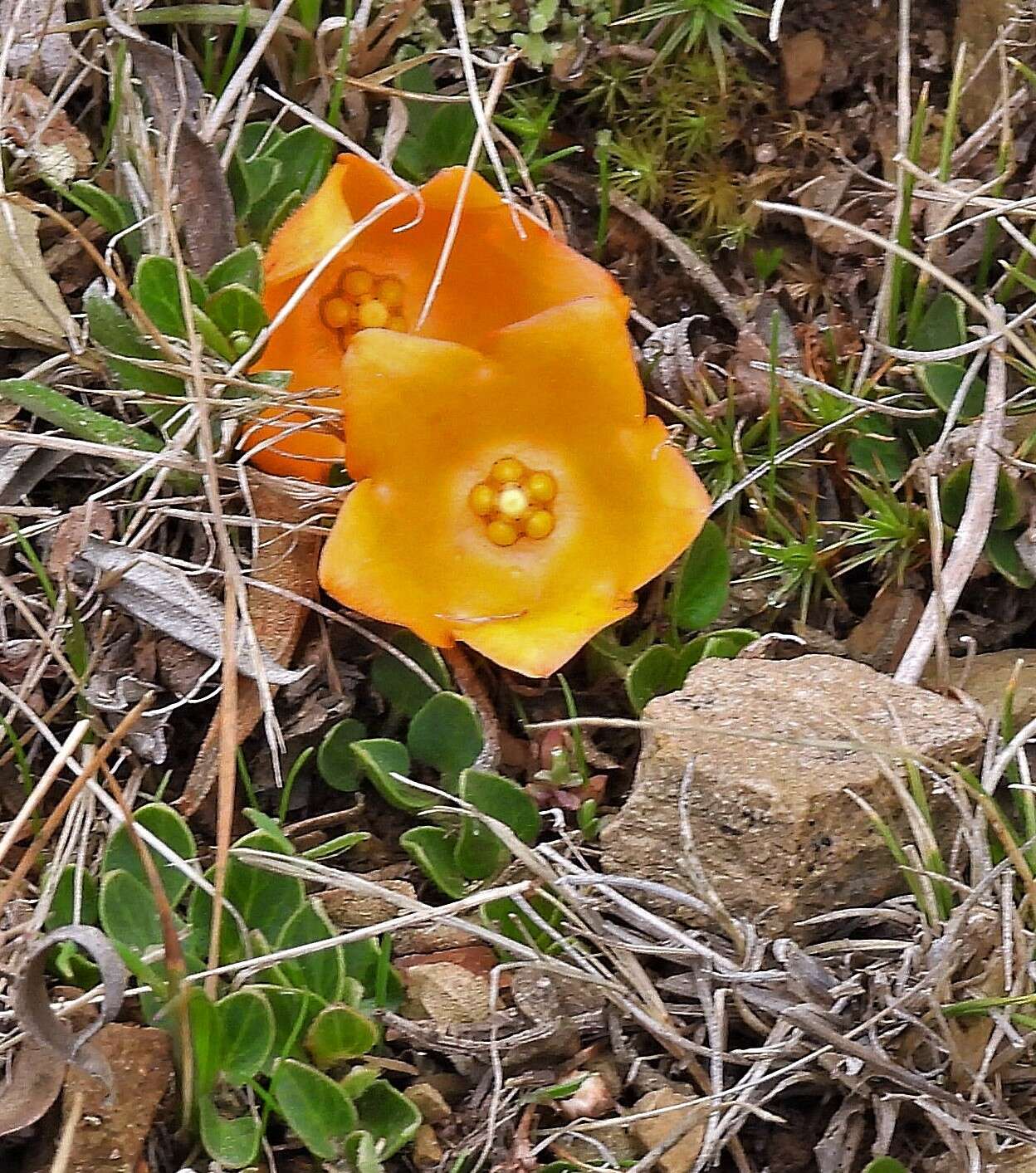 Philibertia lysimachioides (Wedd.) T. Meyer resmi