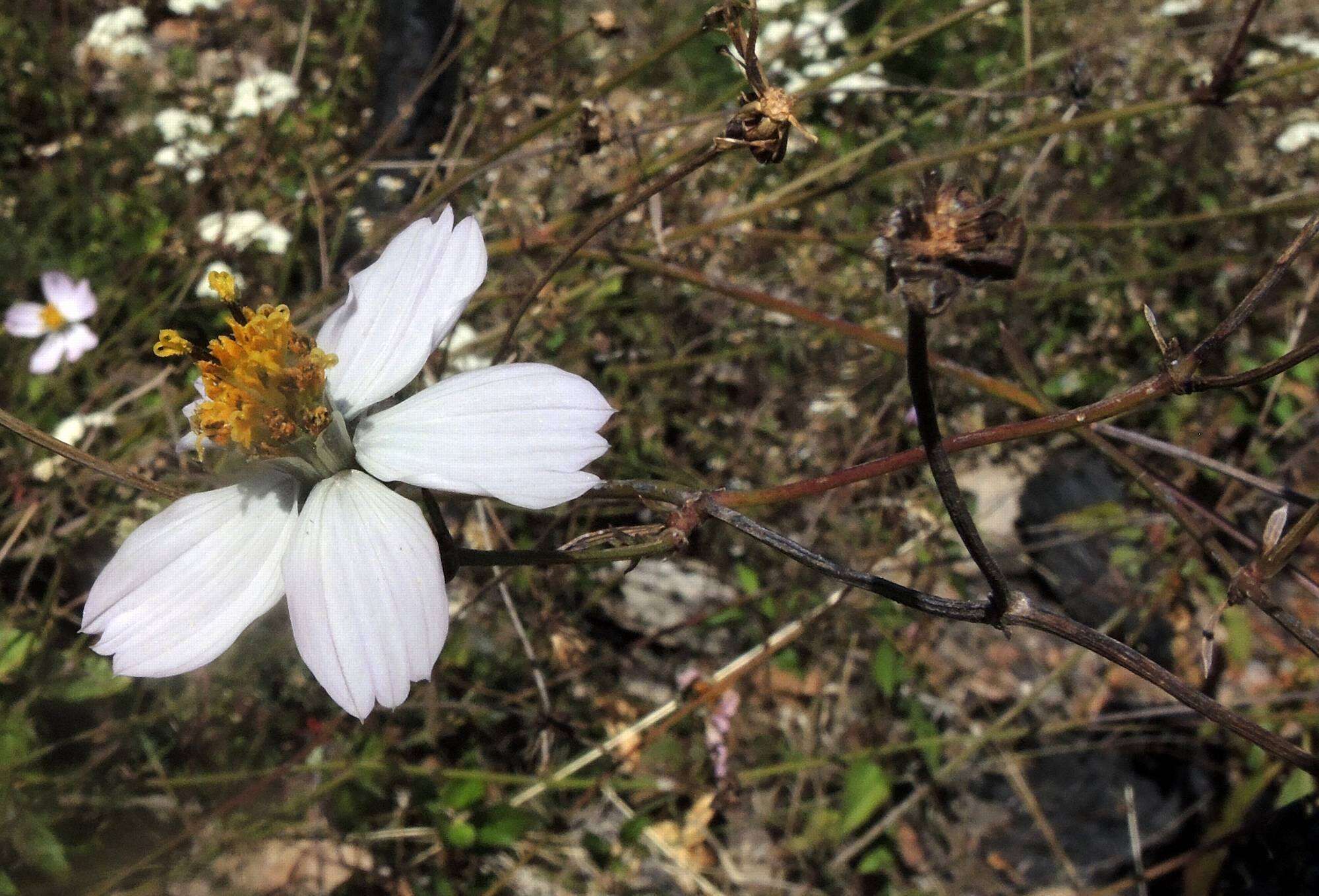 Image of Cosmos landii Sherff