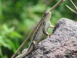 Image of Sceloporus horridus Wiegmann 1834