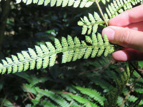 Image of Polystichum muricatum (L.) Fée