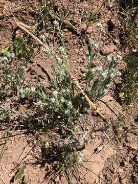 Plancia ëd Cryptantha fendleri (A. Gray) Greene