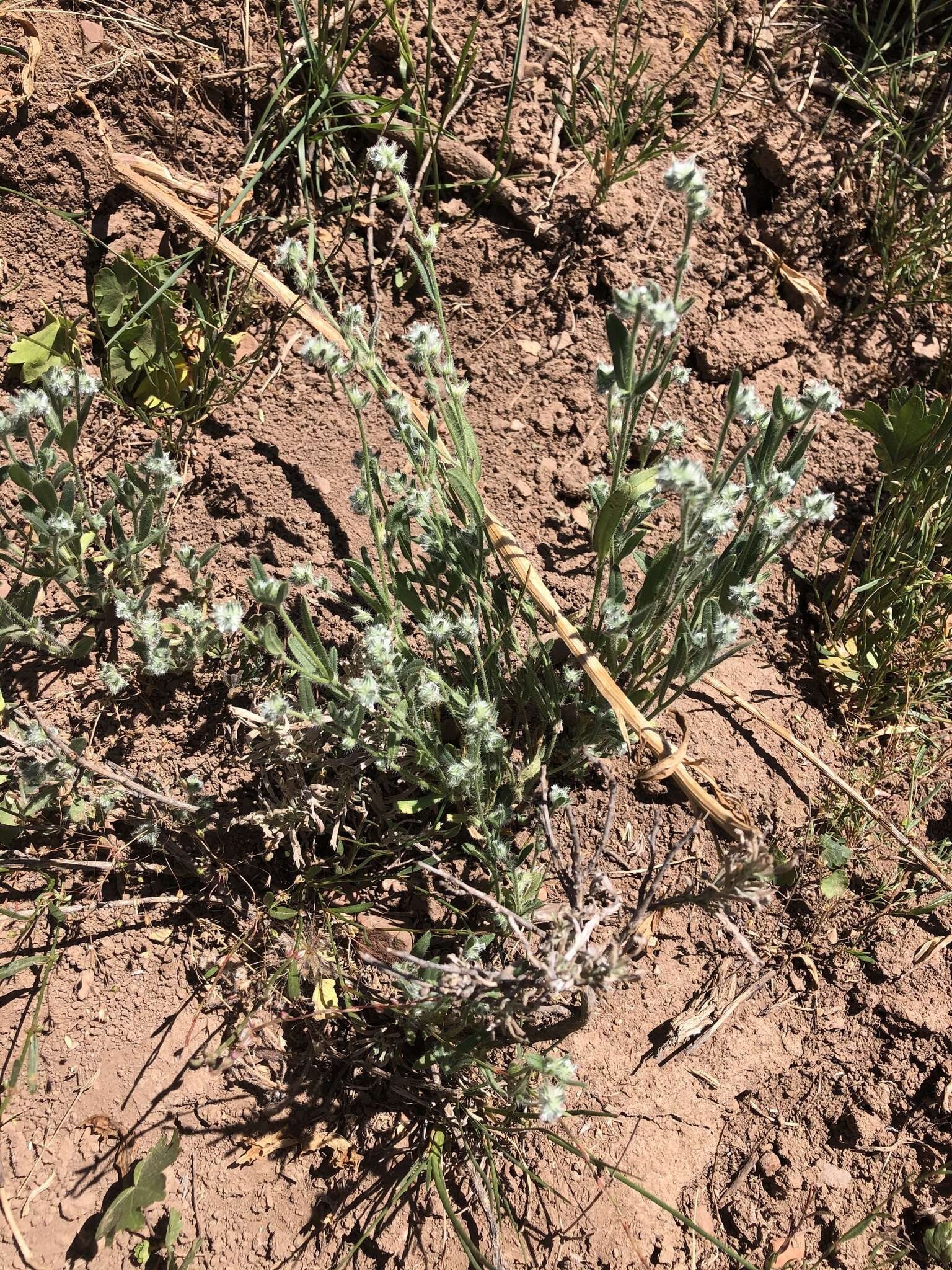 صورة Cryptantha fendleri (A. Gray) Greene