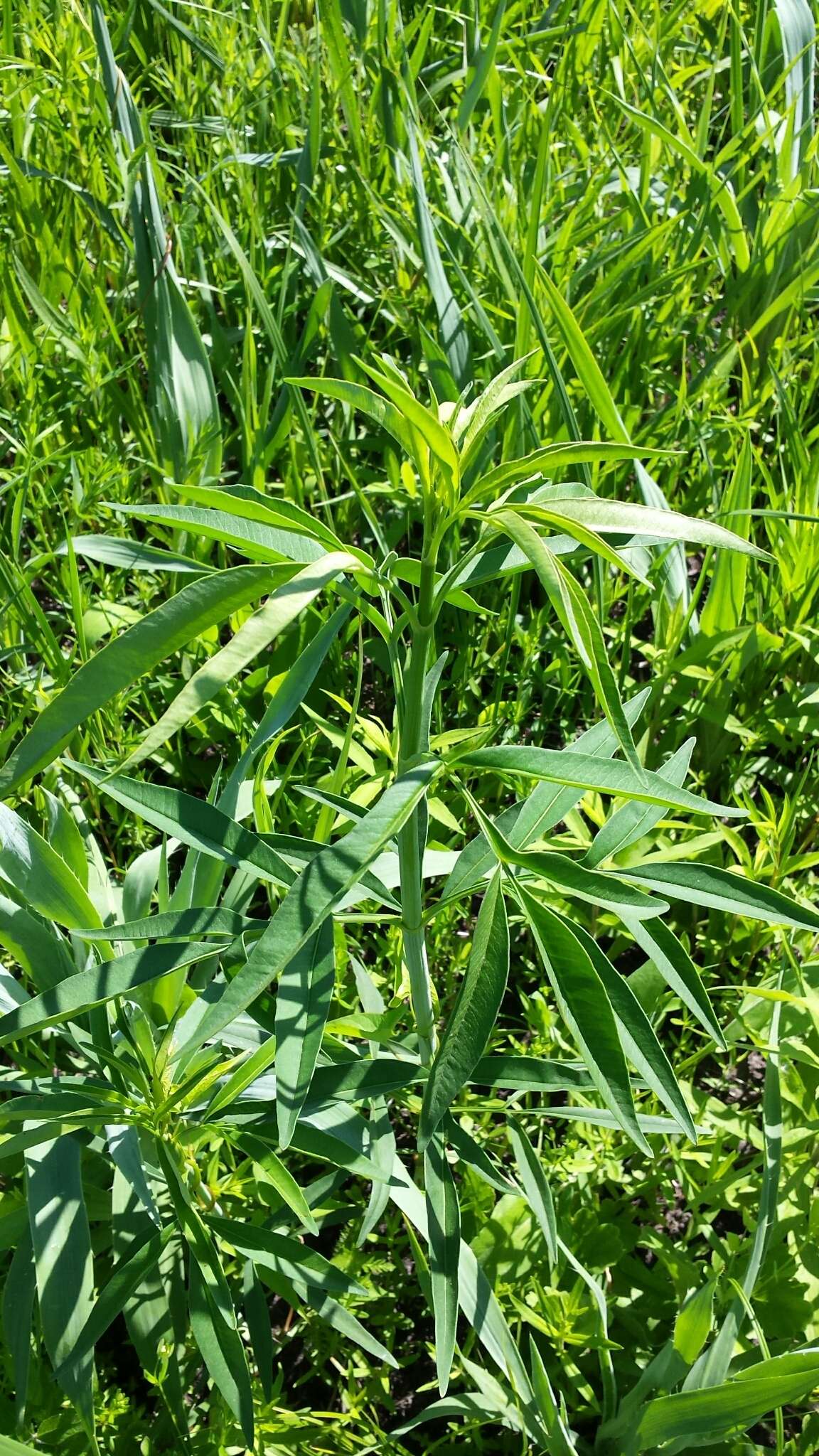 Image de Coreopsis tripteris L.