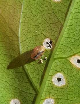 Thalassohelix zelandiae (Gray 1843)的圖片