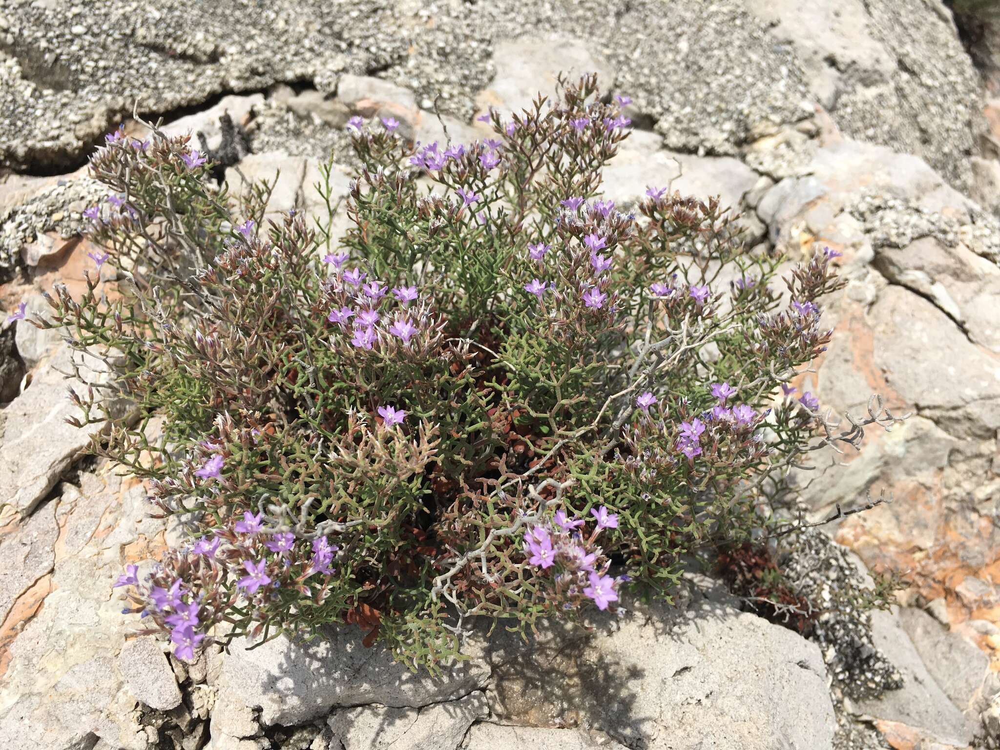 صورة Limonium cordatum (L.) Miller