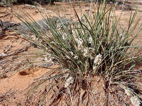 Sivun Lomandra leucocephala subsp. robusta A. T. Lee kuva