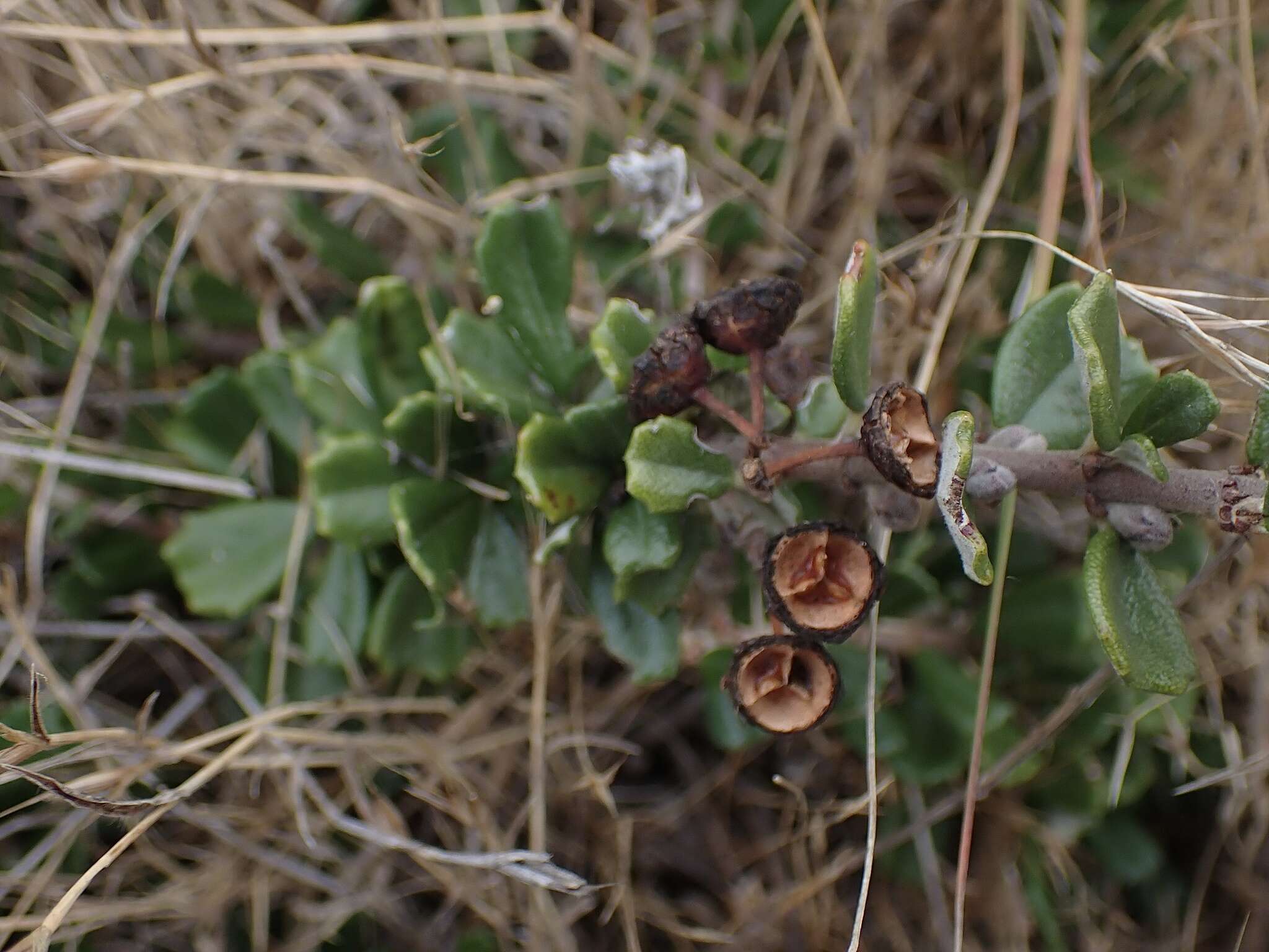 Image of maritime ceanothus