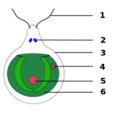 Image of Chlamydomonas