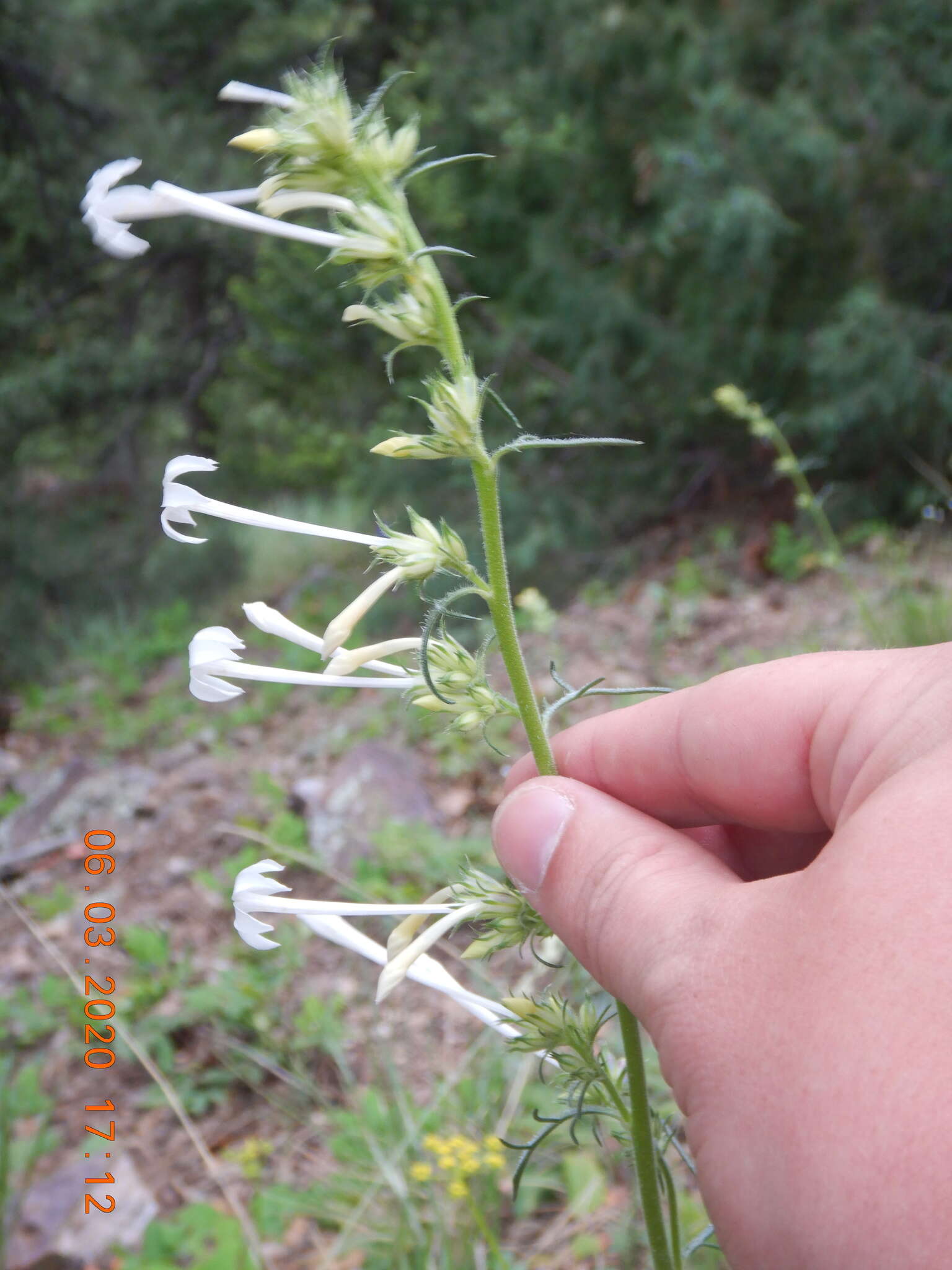 Image of scarlet gilia