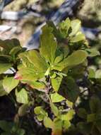 Plancia ëd Vaccinium calycinum Sm.