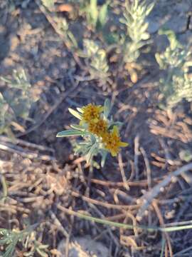 Plancia ëd Picradeniopsis oppositifolia (Nutt.) Rydb.