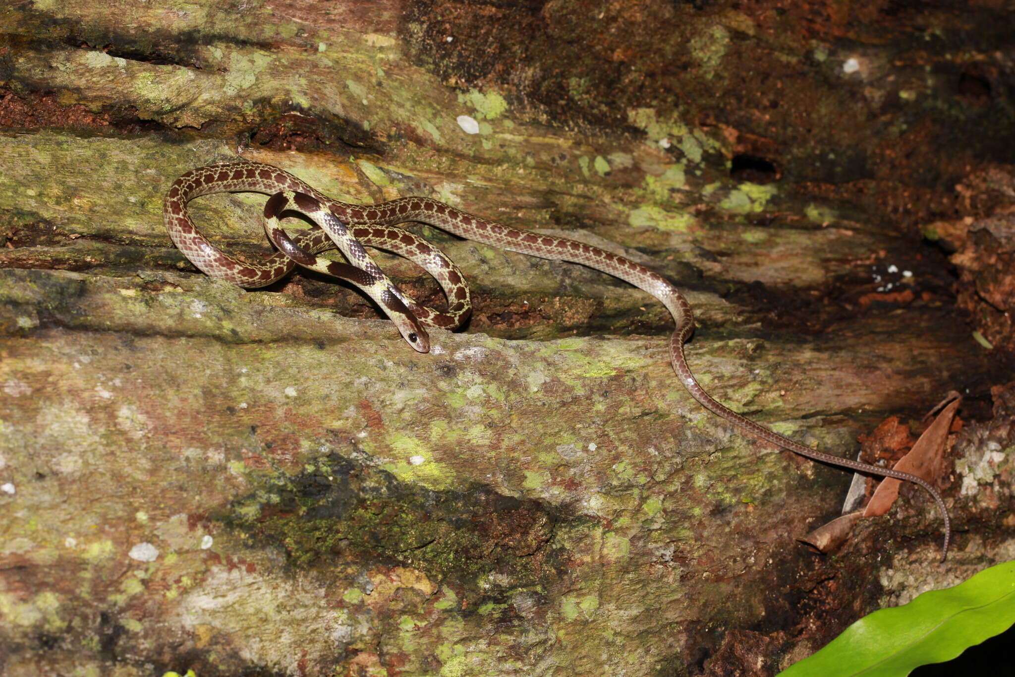 Слика од Lycodon subannulatus (Duméril, Bibron & Duméril 1854)