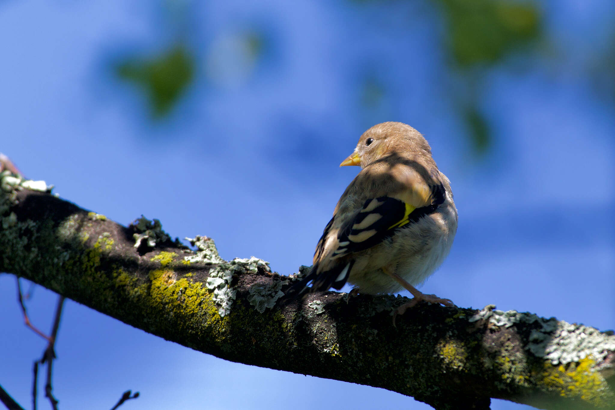 Carduelis carduelis carduelis (Linnaeus 1758)的圖片