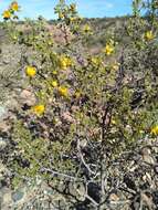 Image of Larrea cuneifolia Cav.