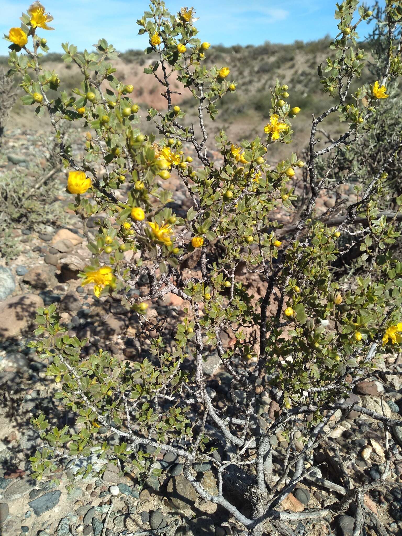 Image de Larrea cuneifolia Cav.