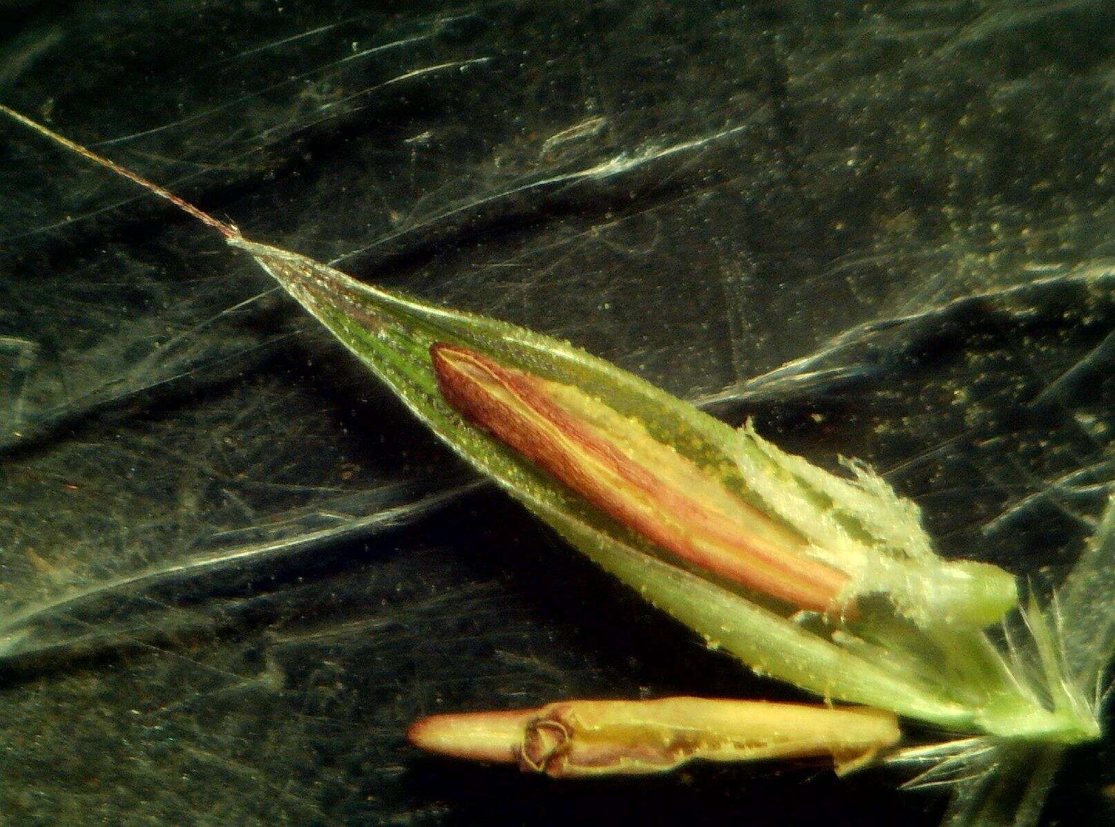 Plancia ëd Arrhenatherum elatius subsp. bulbosum (Willd.) Schübl. & G. Martens