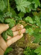 Image of prickly currant