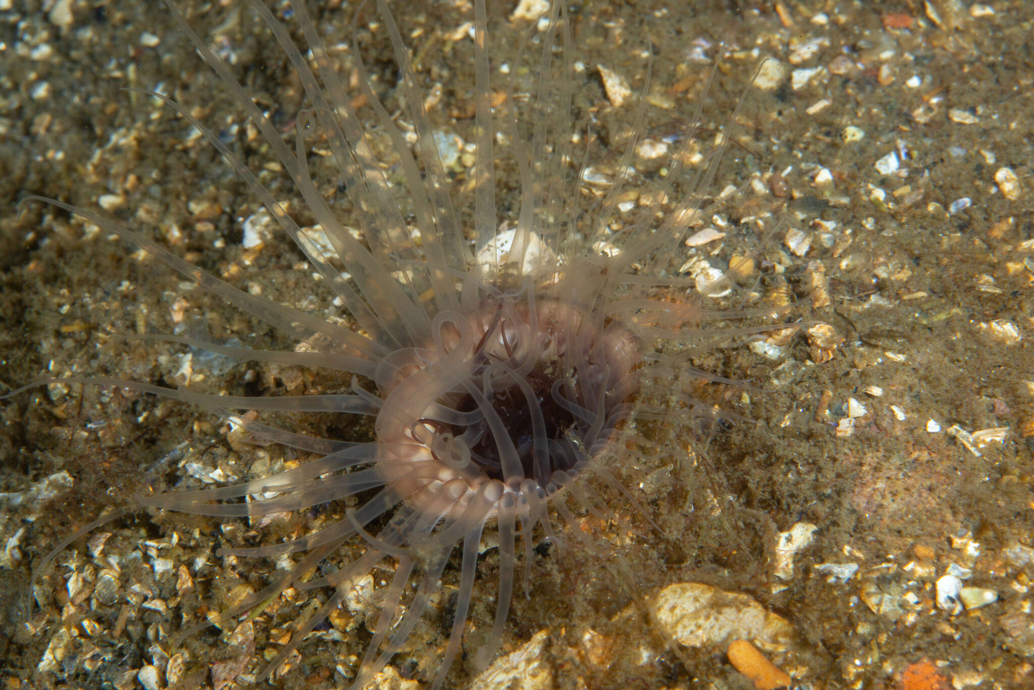 Pachycerianthus borealis (Verrill 1873) resmi