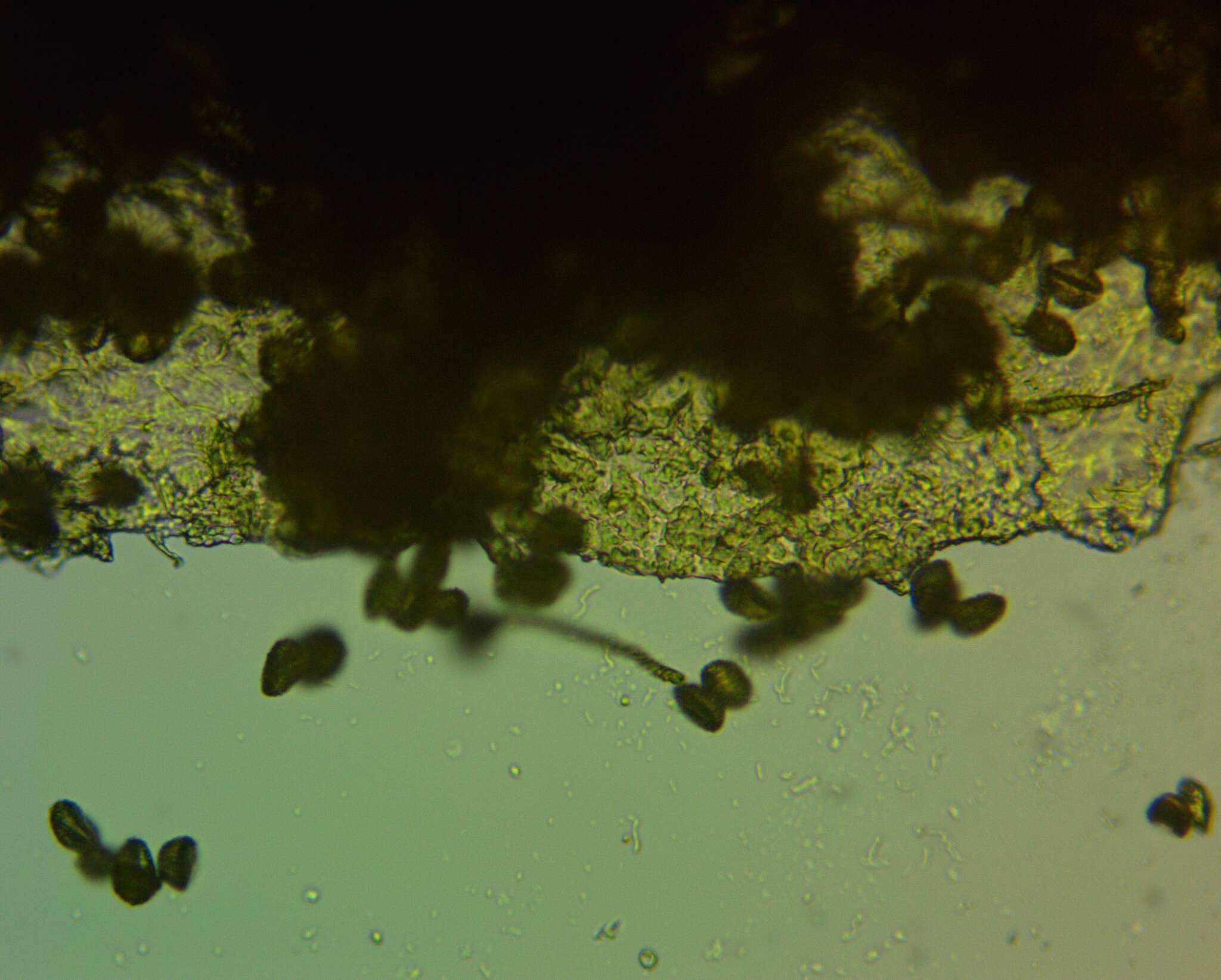 Image of Hemitrichia leiotricha (Lister) G. Lister 1911