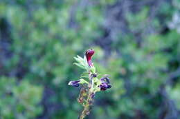 Image de Lobelia polyphylla Hook. & Arn.