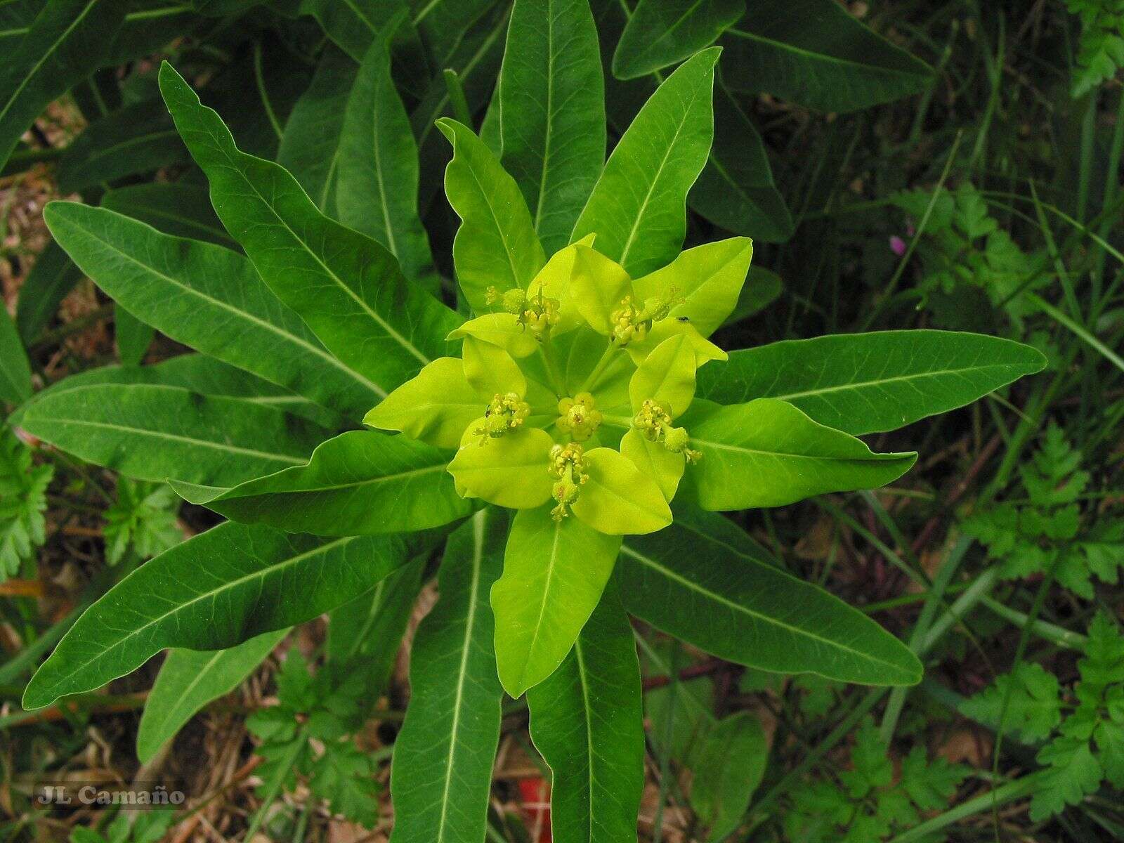 Euphorbia hyberna L. resmi