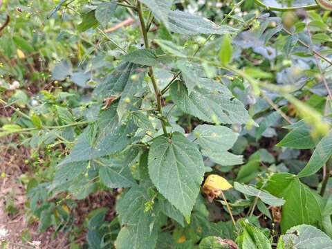 Image of sandmallow