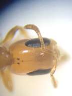 صورة Pseudomyrmex seminole Ward 1985