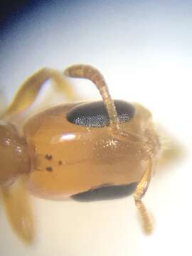 Image of Pseudomyrmex seminole Ward 1985