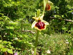 Image of Ophrys sphegodes subsp. epirotica (Renz) Gölz & H. R. Reinhard