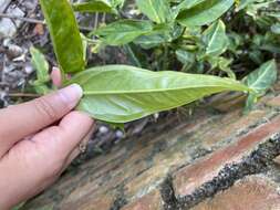 Imagem de Syngonium angustatum Schott