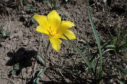 Image of Tulipa tetraphylla Regel