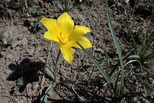 Image of Tulipa tetraphylla Regel