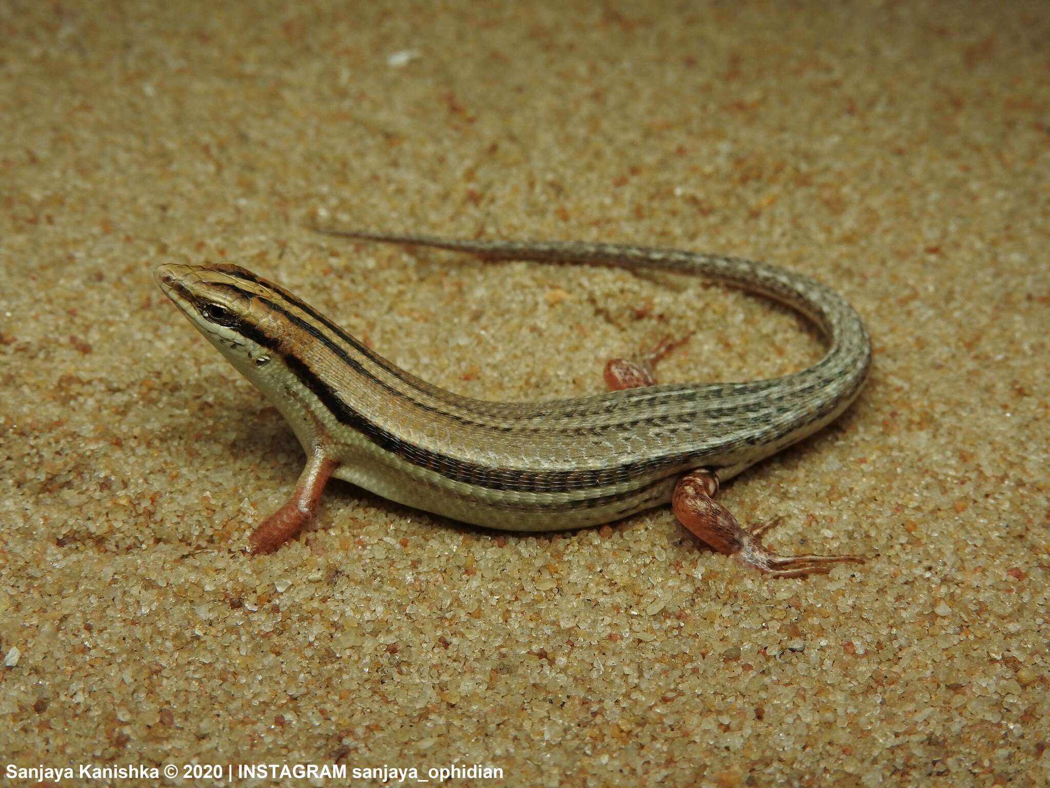 Image of Bibron's Skink