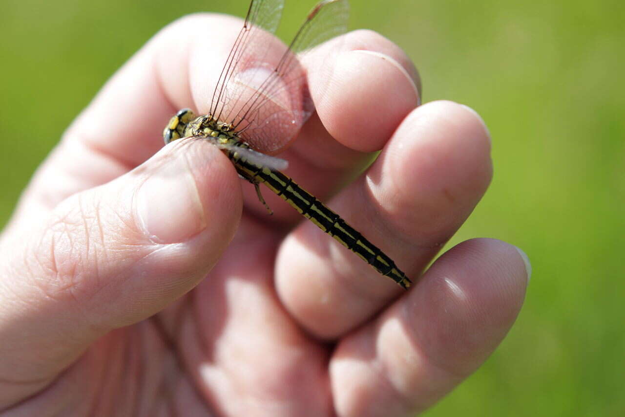 Image of Western Clubtail