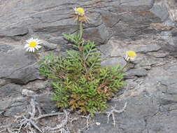 Argyranthemum lidii C. J. Humphries的圖片